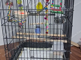 Breading pair budgies
