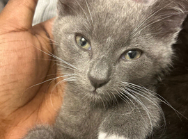 Grey male kitten for sale