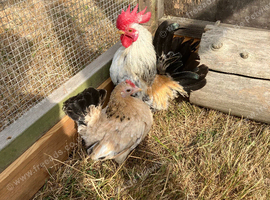 Pair of Serema bantams