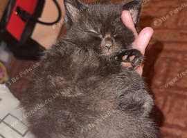 Maine coon X black/ brown male