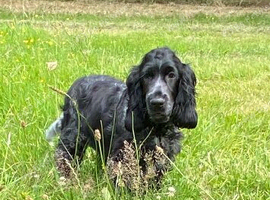 Show type kc registered male pup