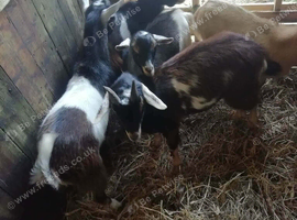 Billy goats