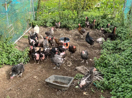 Maran, bluebells , black rocks and Sussex hens