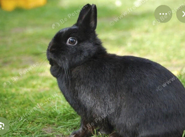 Vaccinationed neverland dward rabbit