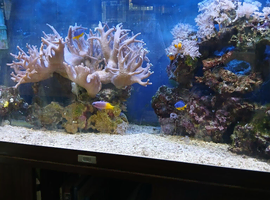 Large soft coral