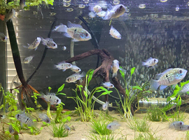 Blue acara