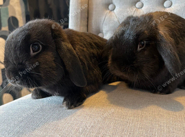 2 Friendly Black Rabbits