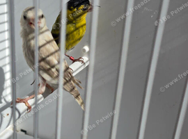 BEAUTIFUL PAIR SISKIN MUTATION COLOUR