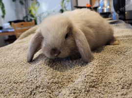 Beautiful Mini lop looking good a home.