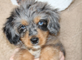 Miniature bernadoodle girl