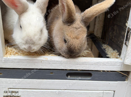 Rabbits for sale!