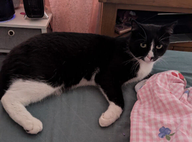 6 year old healthy male tuxedo cat