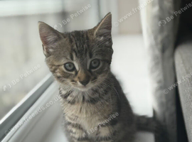 Kittens ready for a forever home