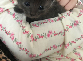 Two kitten s