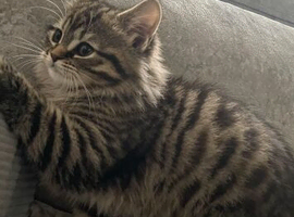 Kitten for sale