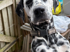 Dalmatian male