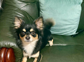 Chihuahua long haired