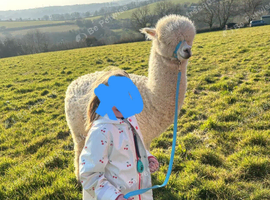 4 Alpaca halter trained males