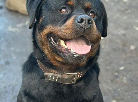 Rottweiler stud