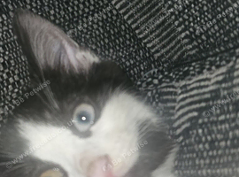 RARE KITTEN two different colored eyes occurs in less than 1%