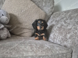Miniature long hair daschund