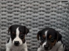 Miniature jack russell