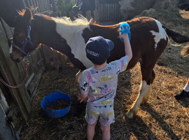 Land wanted for 3 horses
