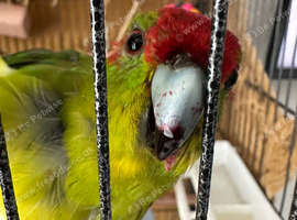 Kakariki
