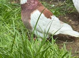 Tumbler pigeons in pocklington