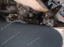 Bengal babies 3 left