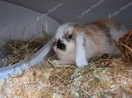 2 female rabbits. 18 weeks