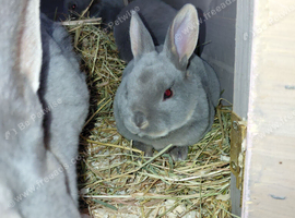 Beautiful rex rabbits