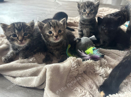 Kittens