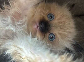 Ragdoll kittens
