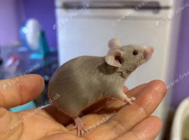 Grey Tan Mice