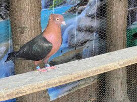 Pair of Archangel pigeons