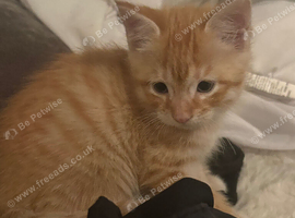 kitten