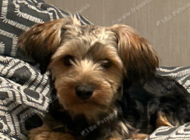 8 month old Yorkshire terrier