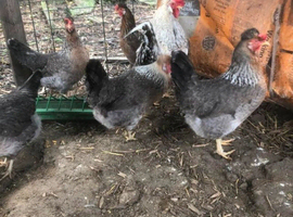 CREAM LEGBAR HATCHING EGGS