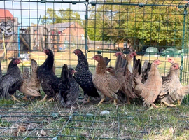 Serama pullet hens for sale