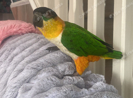 Black head caique
