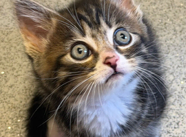 6 mixed kittens