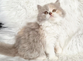 Stunning British shorthair & longhair