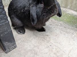 Male rabbit