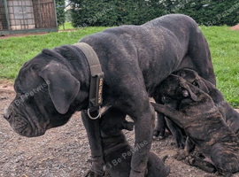 Big strong stunning puppies