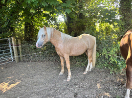 Palamino 2yr colt