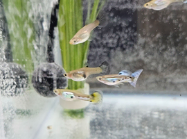 All sorts of guppies