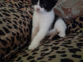Tuxedo. Black n white Girl