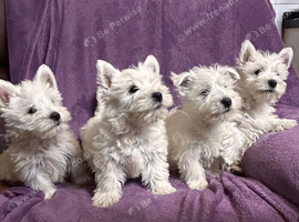 West Highland Terriers