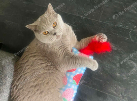Female British Shorthair!